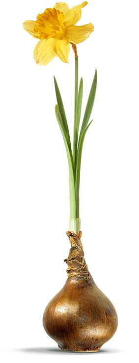 daffodil